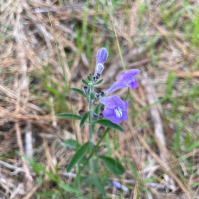 Scutellaria integrifolia — flower