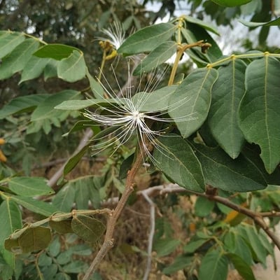 Inga vera — flower