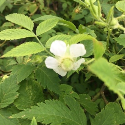 Rubus rosifolius — flower