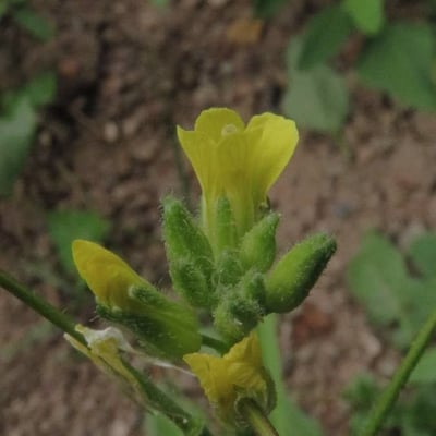 Diplotaxis muralis — flower