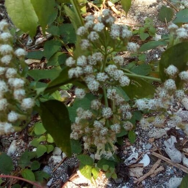 Ageratina altissima — flower