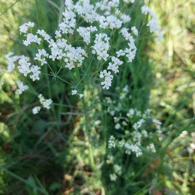 Galium glaucum — flower