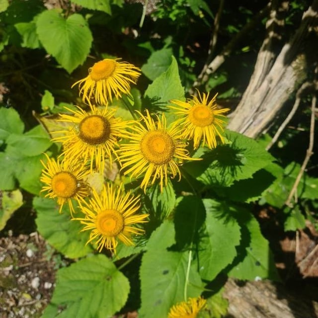 Telekia speciosa — flower