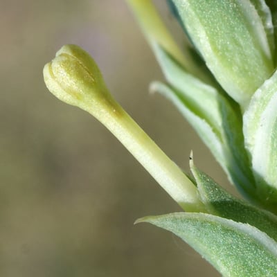 Crucianella maritima — flower