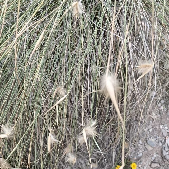 Lygeum spartum — flower