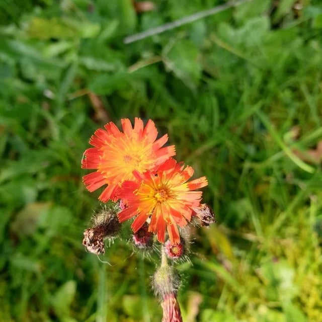 Pilosella aurantiaca — flower
