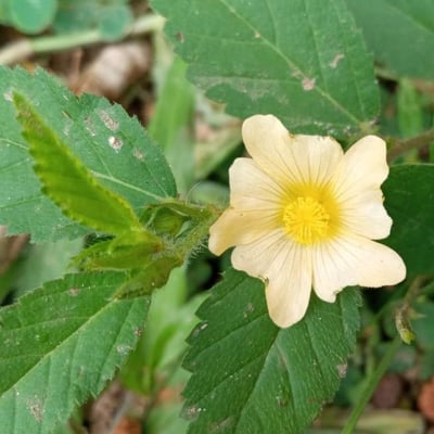 Sida acuta — flower