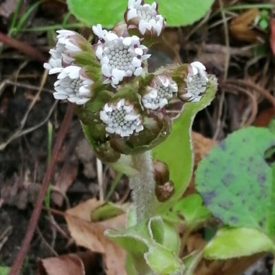 Petasites pyrenaicus — flower