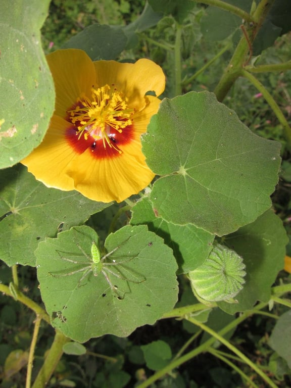 Indian abutilon