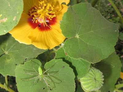 Indian abutilon