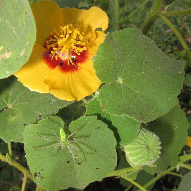 Indian abutilon