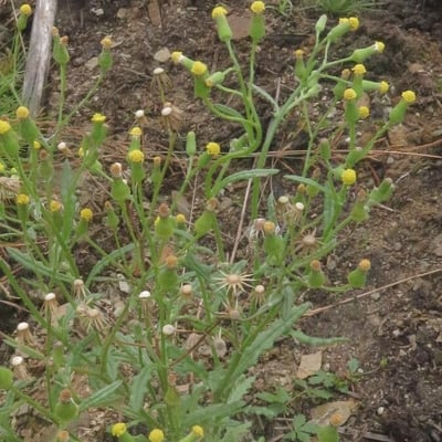 Senecio sylvaticus — flower