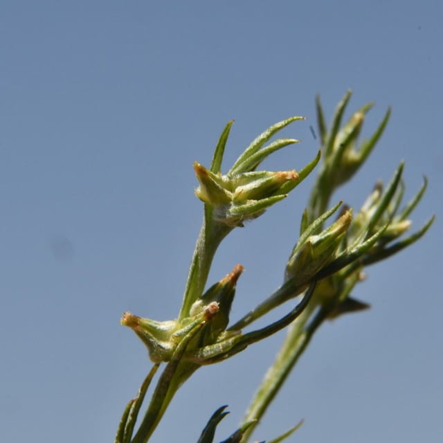 Logfia gallica — flower
