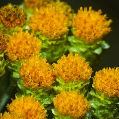 Helichrysum arenarium — flower
