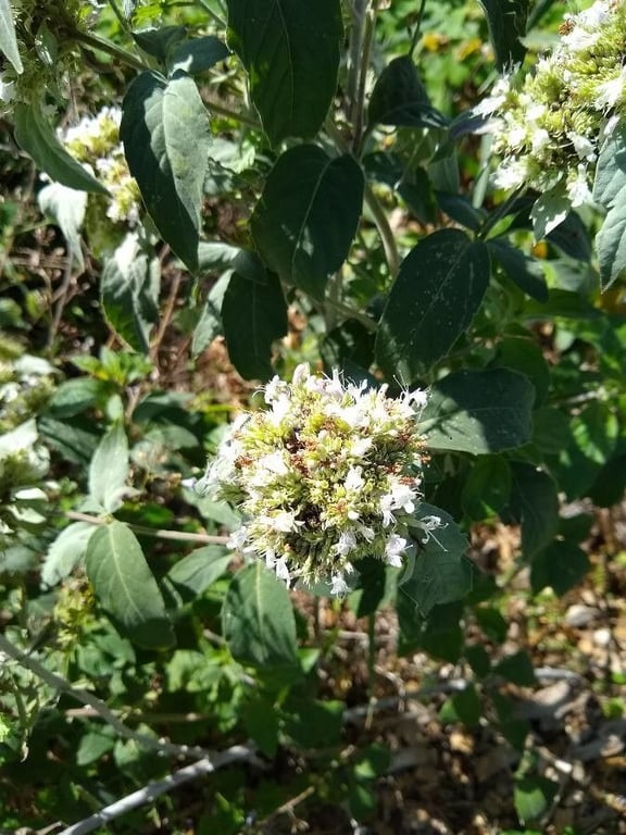Hoary mountainmint
