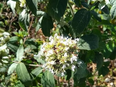 Hoary mountainmint