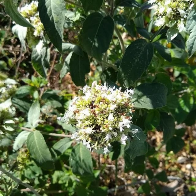 Hoary mountainmint