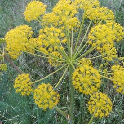 Foeniculum vulgare — flower