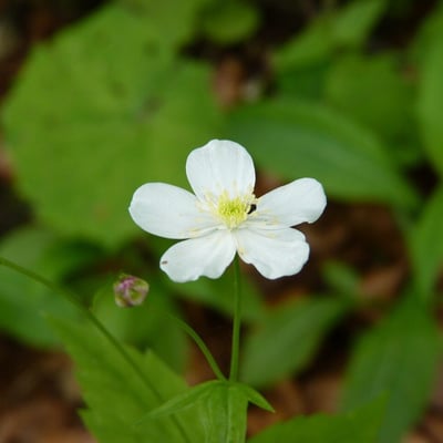 Ranunculus platanifolius — flower