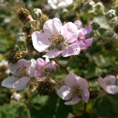 Rubus ulmifolius — flower