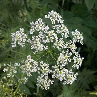 Chaerophyllum aureum — flower