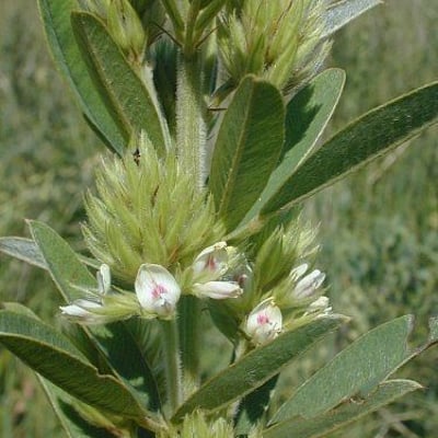 Lespedeza capitata — flower