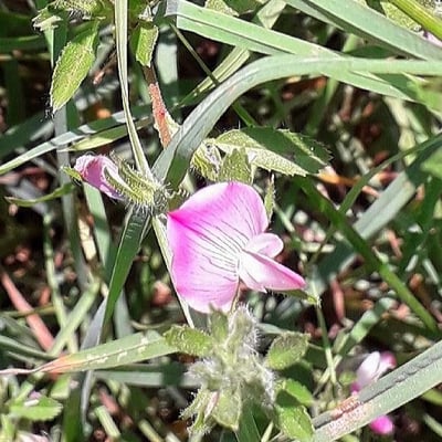 Ononis reclinata — flower