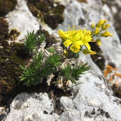 Draba aizoides — flower