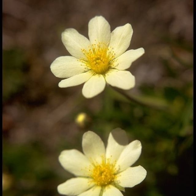 Dryas integrifolia — flower