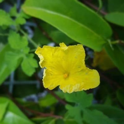 Momordica charantia — flower