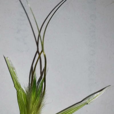 Avena sterilis — flower
