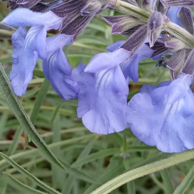 Salvia azurea — flower