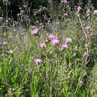 Cirsium monspessulanum — flower