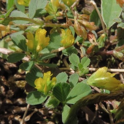 Trifolium micranthum — flower
