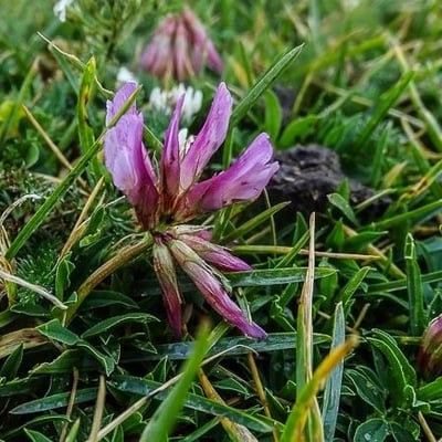Trifolium alpinum — flower