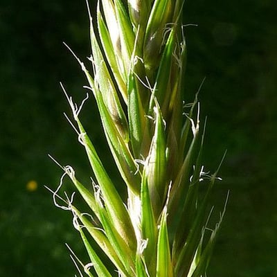 Anthoxanthum aristatum — flower