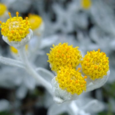 Achillea maritima — flower