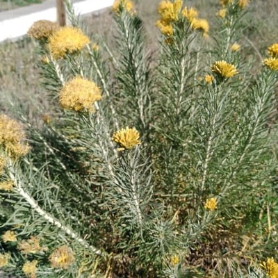 Artemisia californica — flower