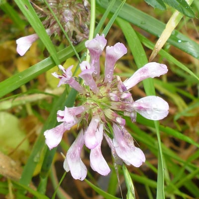 Trifolium willdenovii — flower
