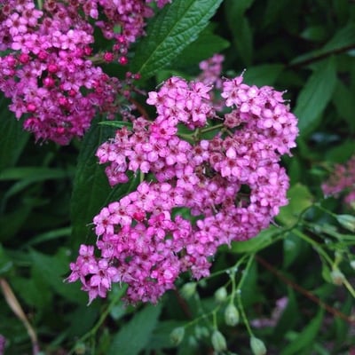 Spiraea japonica — flower