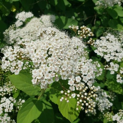 Spiraea media — flower