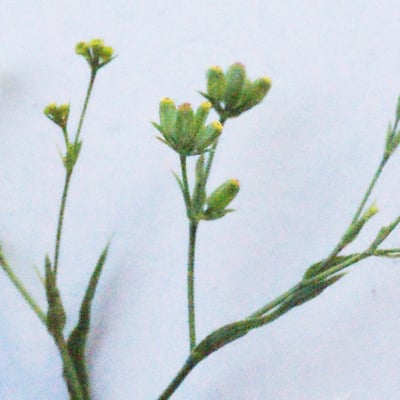 Bupleurum praealtum — flower