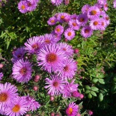 Symphyotrichum novae-angliae — flower