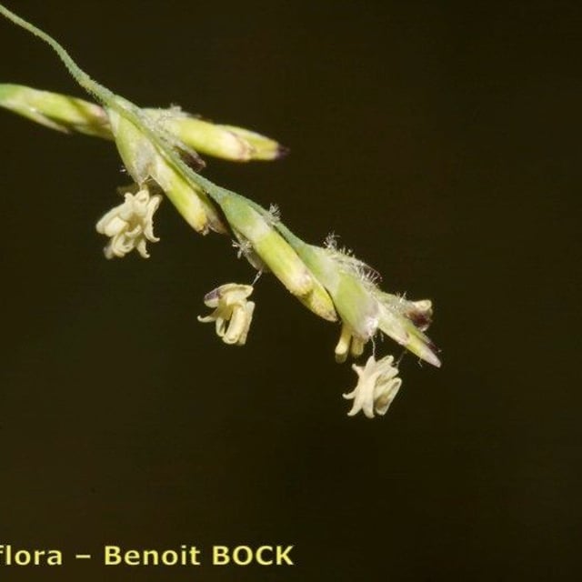 Puccinellia fasciculata — flower