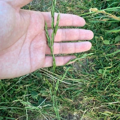 Festuca arundinacea — flower