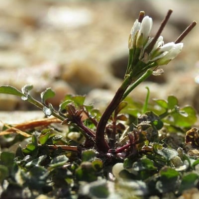 Cardamine hirsuta — flower