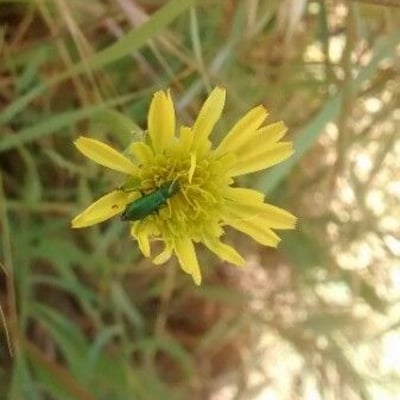 Podospermum laciniatum — flower