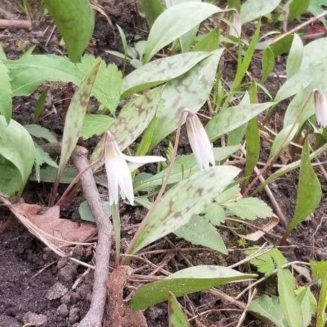 Erythronium albidum — flower