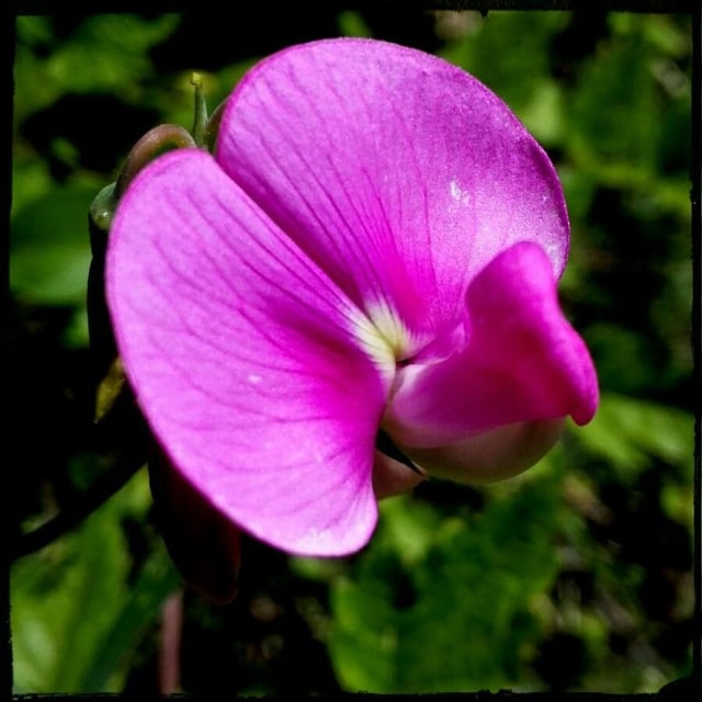 Lathyrus latifolius — flower