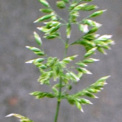 Poa chaixii — flower